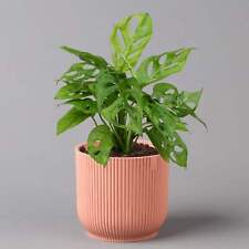 Monstera adansonii cutting for sale  ANTRIM