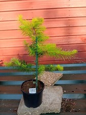 Pseudotsuga menziesii uwe for sale  CRANBROOK