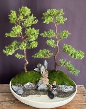 Juniper bonsai tree for sale  Patchogue