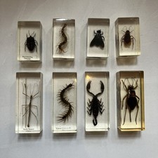Insects bugs resin for sale  GLASGOW