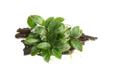 Anubias barteri var gebraucht kaufen  Püttlingen