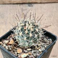 D6132 sclerocactus spinosior usato  Montefalco