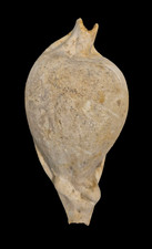 Shell cypraea umbilia usato  Italia