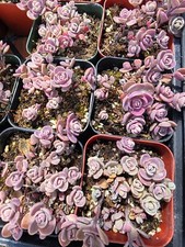 Purple sedum succulent for sale  San Leandro