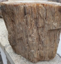 Bellissimo legno fossile usato  Italia