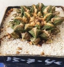 Ariocarpus kotschoubeyanus cir usato  Spedire a Italy