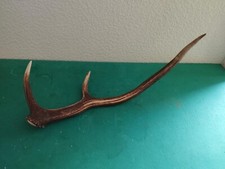 Bois mue cerf d'occasion  France