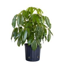 Schefflera amate umbrella for sale  Houston
