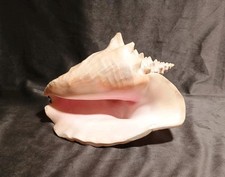Large polished cleaned for sale  Sherman
