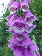 Sale foxglove digitalis for sale  BRISTOL