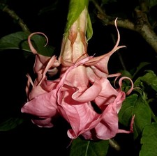 Dalens amour brugmansia for sale  Hurley