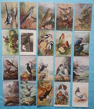 Birds animals many for sale Birds animals many for sale  TELFORD