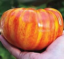 Tomate big rainbow d'occasion  Expédié en France