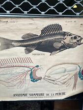 Affiche 1900 anatomie d'occasion Affiche 1900 anatomie d'occasion  Gaillac
