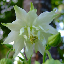 Lime sorbet columbine for sale  FERRYHILL