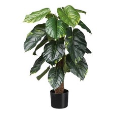 Filodendro scandens artificial usato  Italia