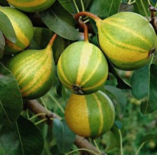 Calça Schweizer extra rara PEAR - 5 estacas para ralar ou enraizar comprar usado  Enviando para Brazil