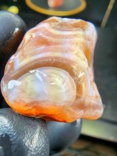 Rare colorations pink for sale  Saint Paul