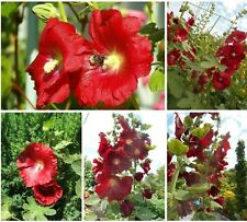 Stockrose bauernrose alcea gebraucht kaufen  Erding