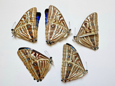Morpho zephyritis for sale  Delray Beach