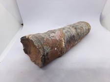 Grand fossile orthoceras d'occasion  Bruay-sur-l'Escaut