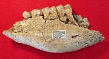 Fossilien unterkiefer vom gebraucht kaufen  Illertissen