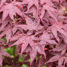 Acer hime shojo for sale  UK