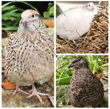 Jumbo coturnix quail for sale  UK