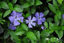 Periwinkle vinca minor for sale  Princeton Junction