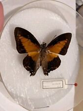 Taxidermie papillon naturalis� d'occasion  Meyrargues