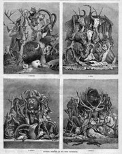 Hunting trophies buffalo for sale  New London