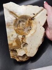 ash slabs for sale  Rockford