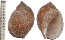 Coquillage collection tonna d'occasion  Saint-Jean-de-Sauves