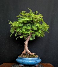 Bonsai urweltmammutbaum metase gebraucht kaufen  Bielefeld