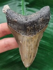 Dolchförmiger zahn megalodon gebraucht kaufen  Göppingen