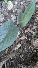 Plants feuilles consoude d'occasion  Marseille I
