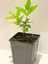 Cooking herb bay for sale  NOTTINGHAM