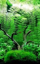 Live aquarium plant for sale  NORTHAMPTON