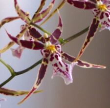 Brassidium orchid golden for sale  New Orleans