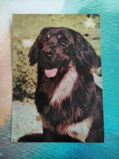 Hovawart hundepostkarte ddr gebraucht kaufen  Borna