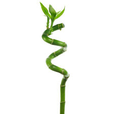 Lucky bamboo 30cm for sale  UK