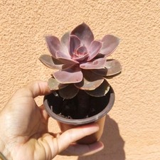 Vaso echeveria perla usato  Barcellona Pozzo di Gotto