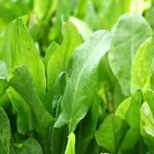 600 large leaf for sale  Buffalo