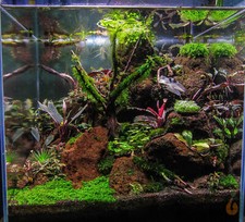 Pilo moos pilotrichaceae gebraucht kaufen Pilo moos pilotrichaceae gebraucht kaufen  Altheim