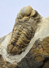 Rare british silurian for sale Rare british silurian for sale  TELFORD