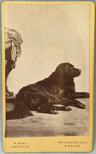 retriever dog for sale retriever dog for sale CHESTERFIELD