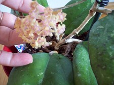 Hoya metallica joy gebraucht kaufen  Deutschland
