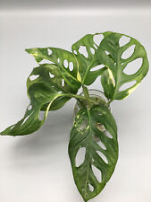 Monstera adansonii albo gebraucht kaufen  Wuppertal
