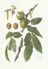Planche histoire naturelle d'occasion  Aimargues