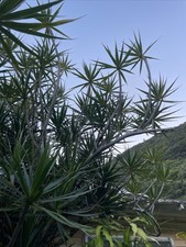Hawaii grown dragon for sale  Honolulu